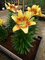 [5044 Tiny Nugget No02.JPG]